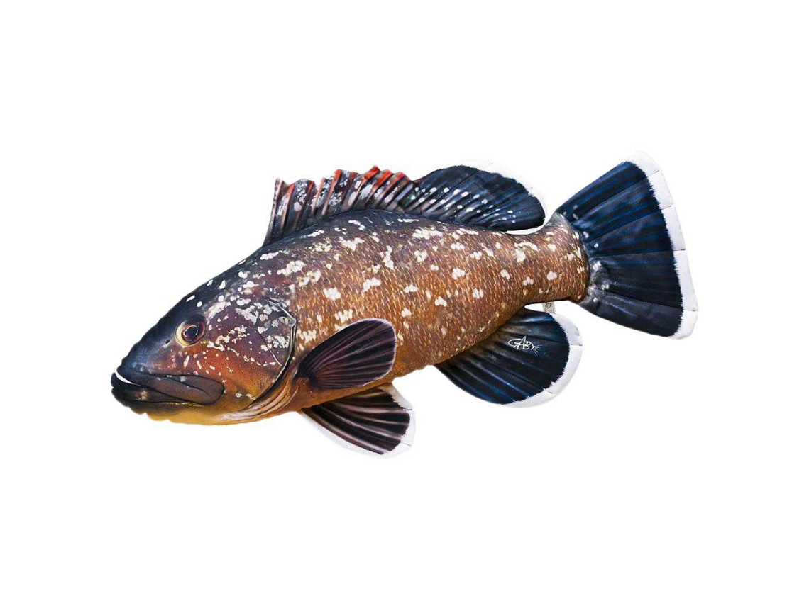 GABY The Dusky Grouper Giant