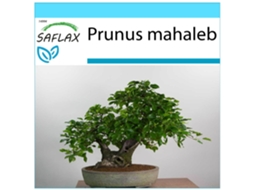 SAFLAX Conjunto de Presente Cerejeira Prunus Mahaleb 30 Sementes com Caixa de Presente Etiqueta de Envio Vale-Presente e Meio de Cultivo