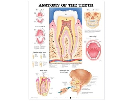 Livro Anatomy of the Teeth Anatomical Chart de Anatomical Chart Company (Inglês)