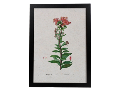 Póster NACNIC Natureza - 079.