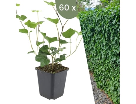 | 60 Plantas De Hera | Hedera Hibernica | Trepadeiras Resistentes | Cobertura Do Solo Perene Plants By Frank