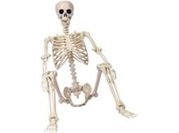 Esqueleto Articulado Em Tamanho Real Para O Halloween, Ideal Para Uso Interno E Externo. Decoração