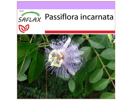 SAFLAX Flor Da Paixão Passiflora Incarnata 5 Sementes com Substrato de Cultivo Livre de Germes