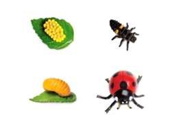 SAFARI Life Cycle Of a Ladybug