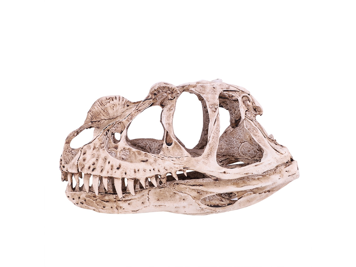 Modelo de crânio de dinossauro em resina decorativa S/MARCA
