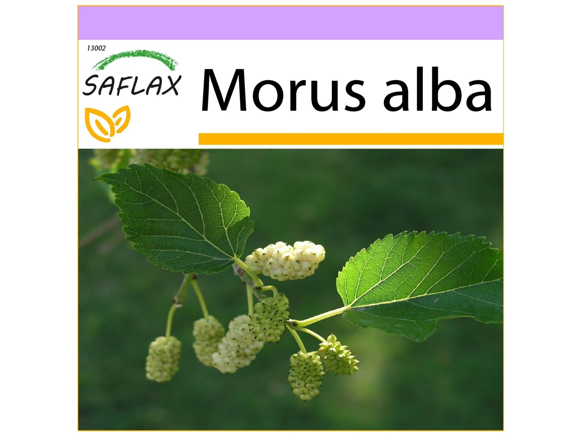 SAFLAX Amoreira Branca Morus Alba 200 Sementes