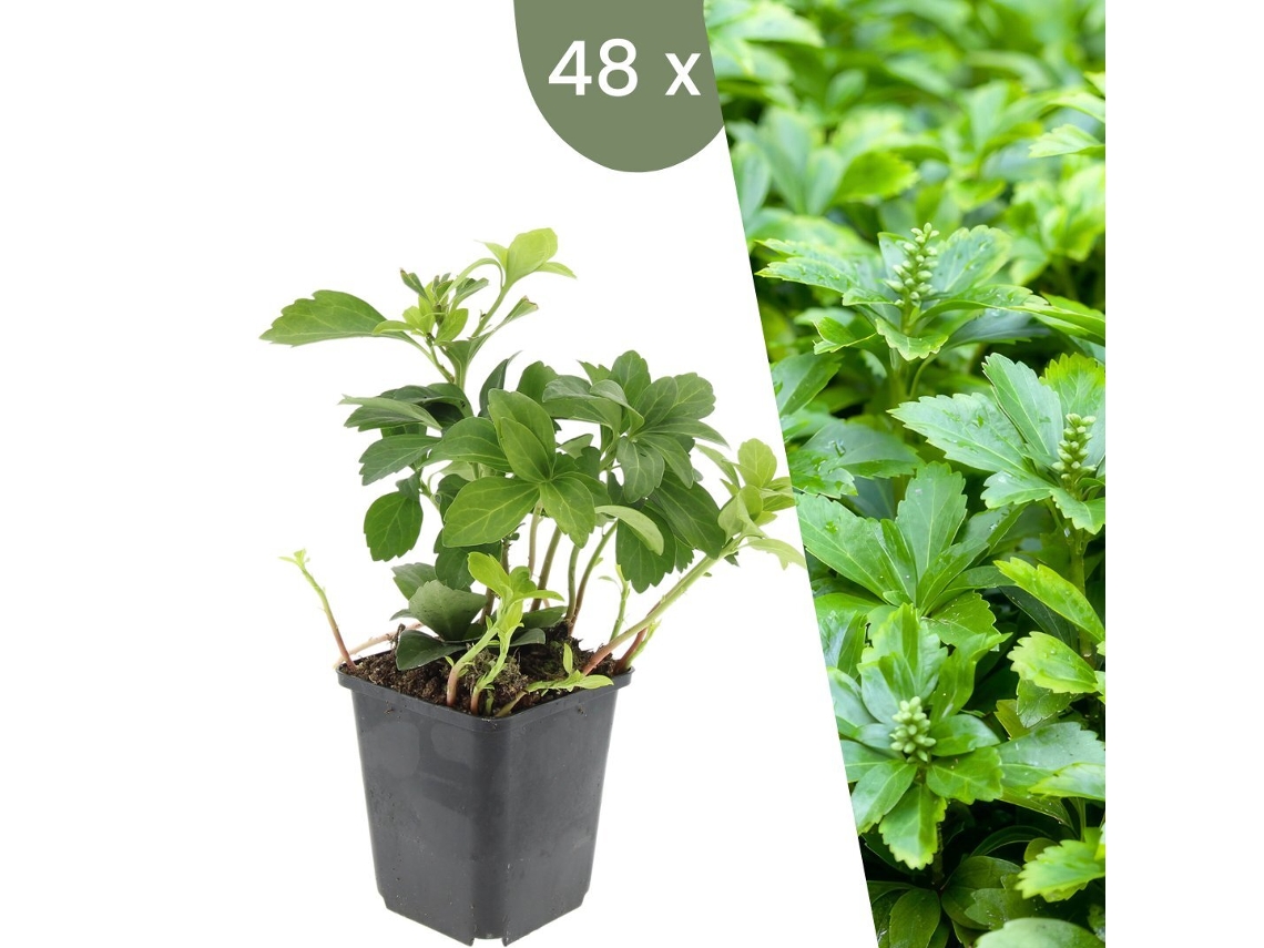 | 48 Ysander Plantas | Pachysandra Terminalis Green Carpet | Cobertura Do Solo Hardy | Perenes Hardy | Plantas De Jardim Plants By Frank