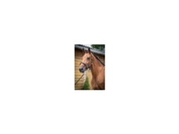 Cabresto de aliciamento de cavalos Jump'In Collection One
