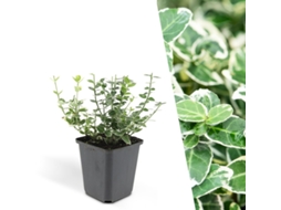 48 Plantas de Coloridas de Arbusto Fusiforme, Euonymus 'emerald 'n Gaity', Cobertura Resistente, Perenes, PLANTS BY FRANK