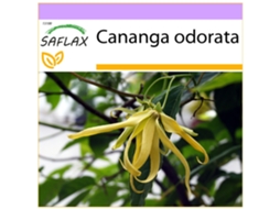 SAFLAX Árvore de Perfume / Ylang Ylang Cananga Odorata 10 Sementes