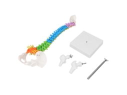 Modelo De Columna Vertebral Flexible Humana Con Pelvis Y Fémur 45cm