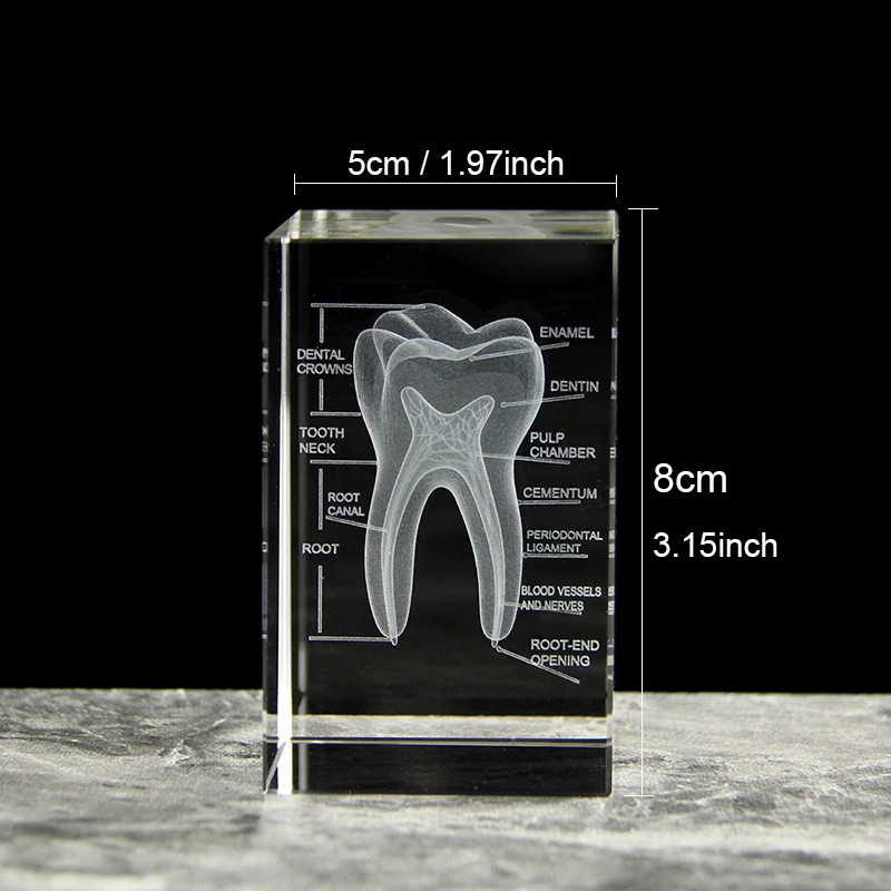 Modelo de Dente de Cristal Gravado a Laser em 3d, Material Didático MDUG (5x5x8 Cm Sem Base)