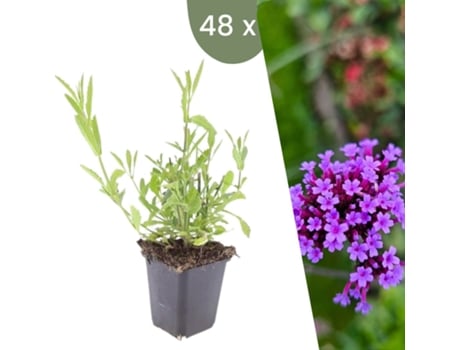 | 48 Plantas De Verbena | Verbena Bonariensis | Cobertura Do Solo Resistente | Perenes Resistentes | Plantas De Jardim Resistentes Plants By Frank