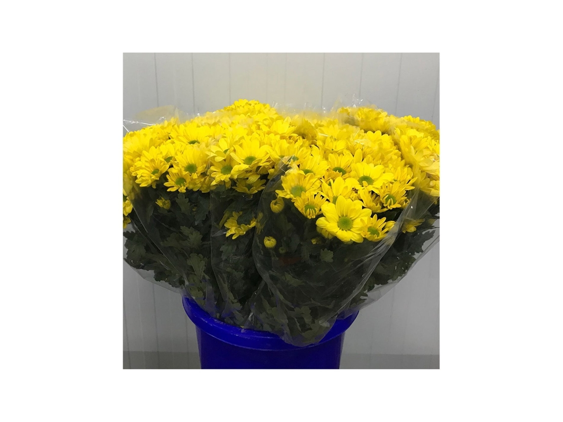 Margarida Crisântemo | Flor Natural | Crisântemo Bacardi | Buquê de 5 hastes | 70cm de altura Amarelo
