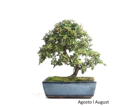 Bonsai Cotoneaster Coral Beauty de 12 Anos LUSO BONSAI