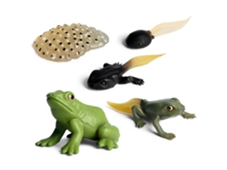 Brinquedo Modelo Animal Ciclo De Vida Pvc Para Crianças Com Formiga Tartaruga Galo Mosquito Rã