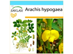 SAFLAX Conjunto de Presente Amendoim Arachis Hypogaea 8 Sementes com Caixa de Presente Etiqueta de Envio Vale-Presente e Meio de Cultivo