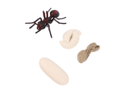 Modelo De Crescimento De Formiga Vermelha 4pcs Allinless