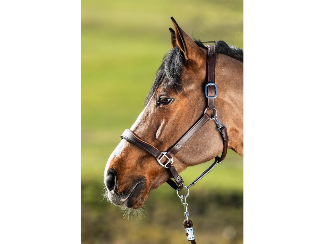 Cabresto de couro para cavalos HFI Two-Tone