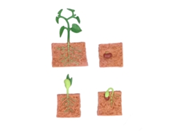 Primerox brinquedo Educativo Ciclo de Crescimento de Feijão Modelo Estágios Planta para Crianças 4+