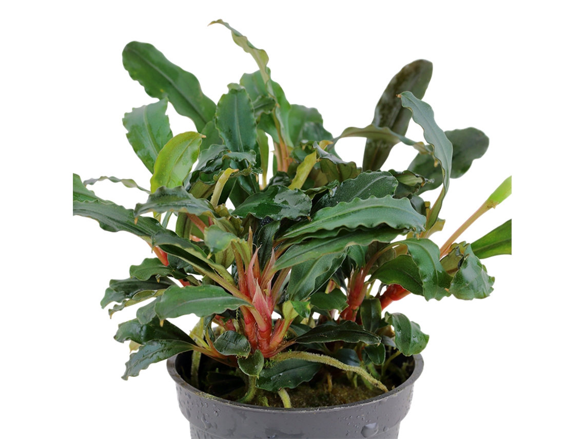 Lobelia Cardinalis Mini