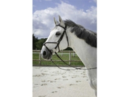 Cabeçada Cross Cinzento Ponyriding World