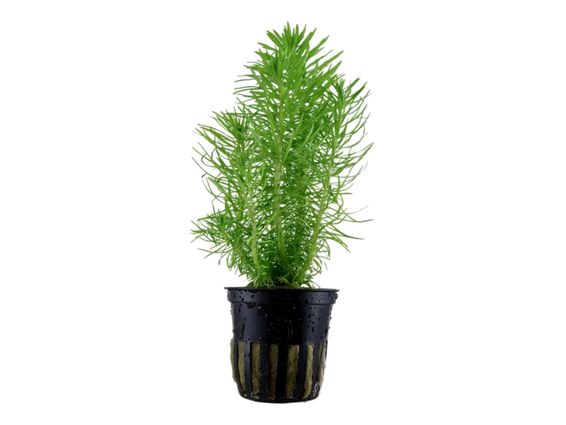 Pogostemon Erectus