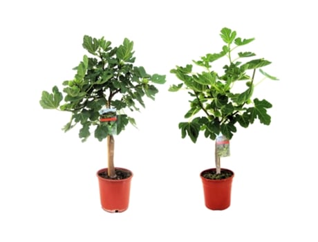 Árvores de Fruto PLANT IN A BOX Ficus Carica Conjunto de 2 Pote 21Cm Altura 70-90Cm