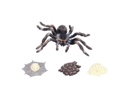 Mali modelo de Ciclo de Crescimento de Aranha Life Cycle Figura Insecto Brinquedo Lifelike para Crianças