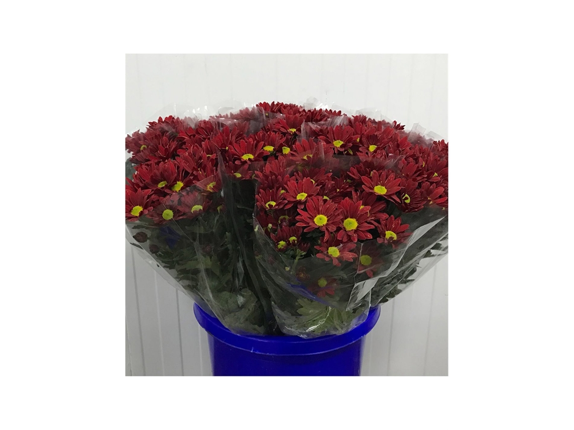 Margarida Crisântemo | Flor Natural | Crisântemo Bacardi | Buquê de 5 hastes | 70cm de altura Vermelho
