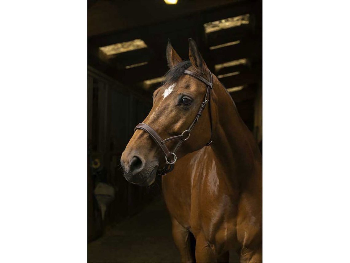 Cabeçada Side Pull Comfort Castanho Cobnorton Equestrian