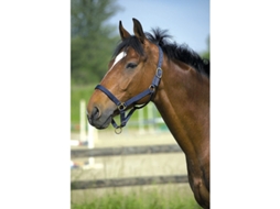 Cabresto para cavalos Norton Doublé cuir