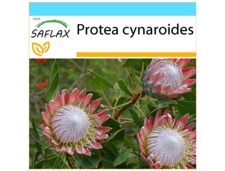 SAFLAX Conjunto de Presente Rei Protea Protea Cynaroides 5 Sementes com Caixa de Presente Etiqueta de Envio Vale-Presente e Meio de Cultivo