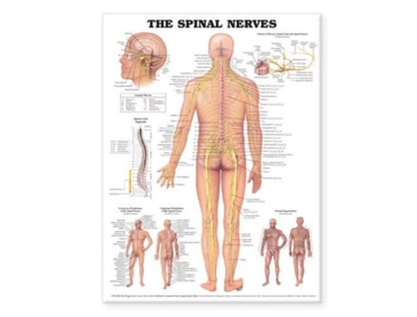 Livro Spinal Nerves Anatomical Chart de Anatomical Chart Com (Inglês)