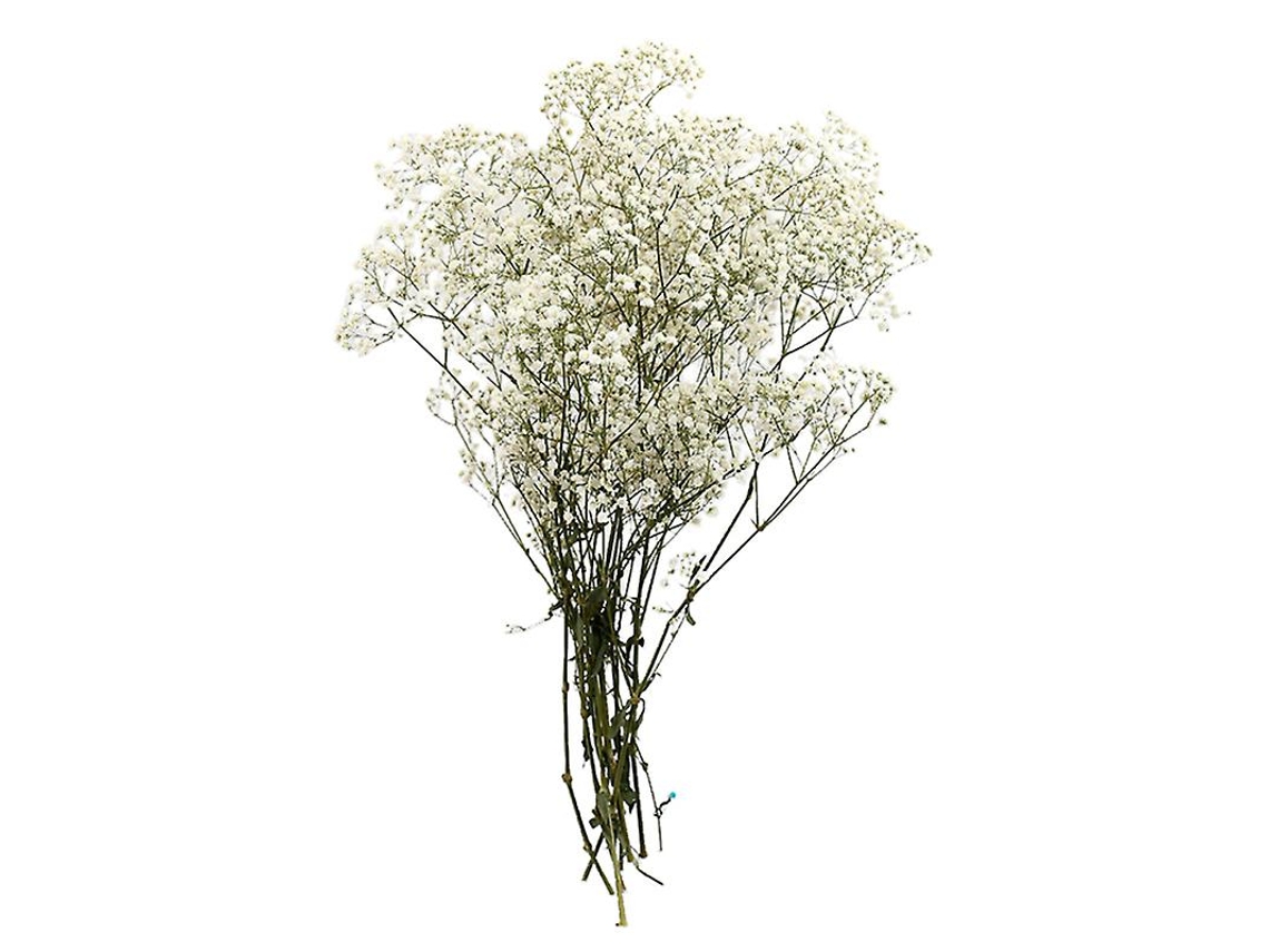 1Pcs Decoração de Flores Preservadas ALLINLESS