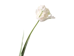 Flores artificiais 3D white, envio de armazém, 10 peças mínimo comprar LAXISCREED