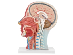 Modelo de Estudo de Seção Mediana Cabeça Cérebro Pescoço Tamanho Real Anatomia Médica