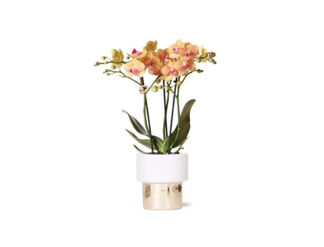 Orquídeas Beija-Flor Orquídea Phalaenopsis Branca Jamaica Vaso Lush Tamanho Do Vaso 9Cm 40Cm de Altura Planta de Casa com Flor KOLIBRI