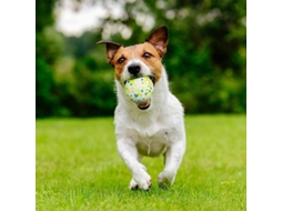 2026-pelota De Goma Para Perros Linjou Juguete De Masticar Duro Limpia Dientes Jugar Entrenar Verde