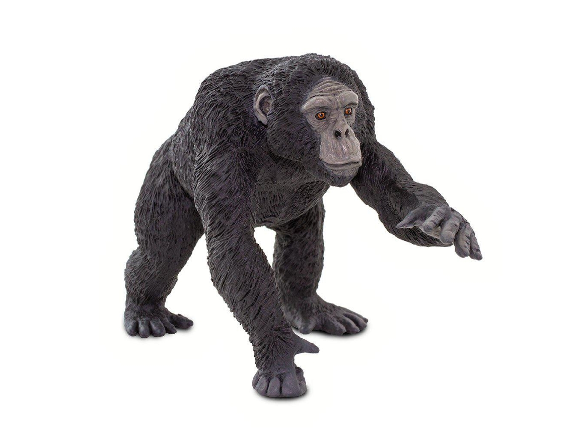 SAFARI Chimpanzee
