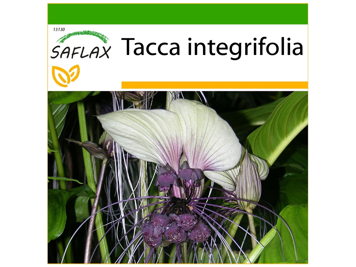 SAFLAX Flor de Morcego Branca Tacca Integrifolia 10 Sementes com Substrato de Cultivo Livre de Germes