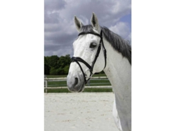 Cabeçada Vague Cinzento Cobnorton Equestrian