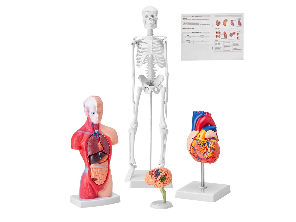Modelo Anatômico Humano Vevor Conjunto De 4 Peças Cérebro Torso Esqueleto De Coração