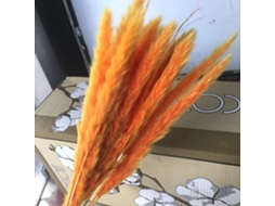 Planta Seca Phragmites Pequena Para Decoração