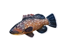 GABY The Dusky Grouper Giant