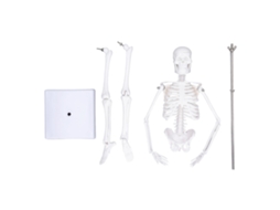 Modelo de Esqueleto Humano Mini 45cm PVC com Braços Pernas Móveis e Base | S/MARCA