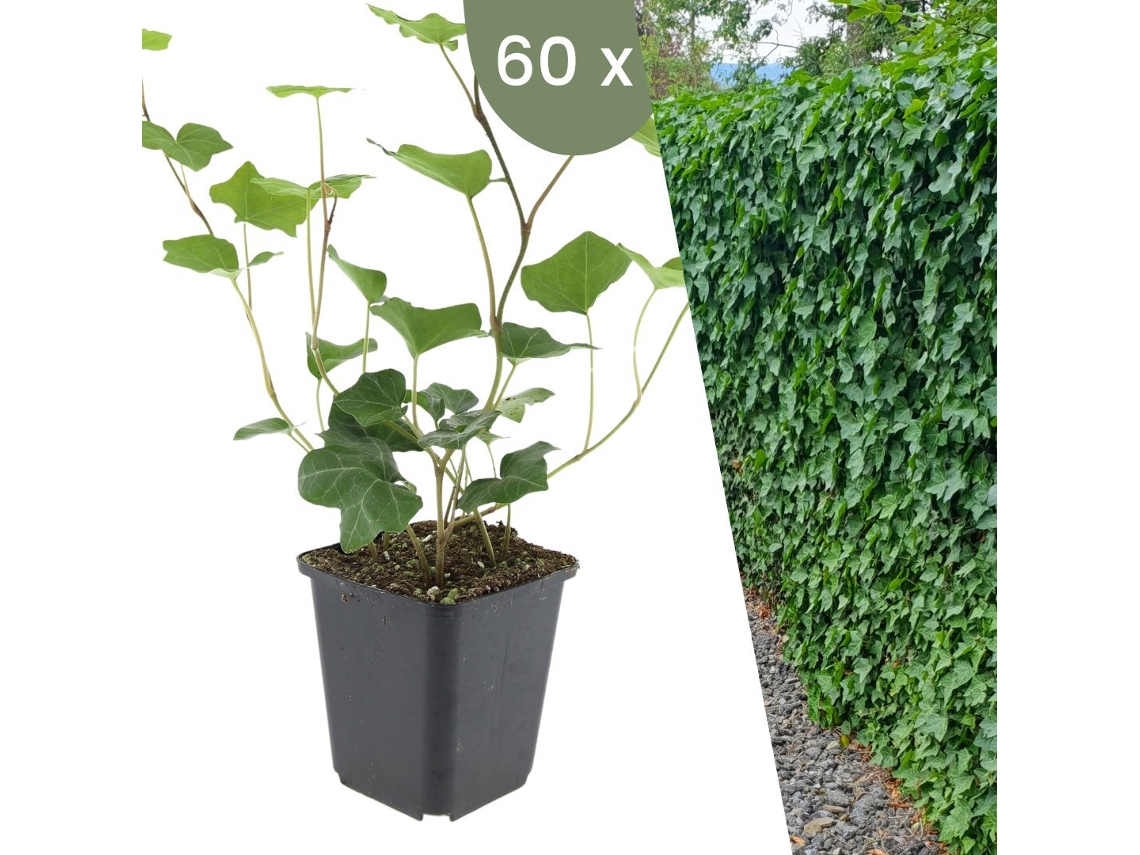 | 60 Plantas De Hera | Hedera Hibernica | Trepadeiras Resistentes | Cobertura Do Solo Perene Plants By Frank