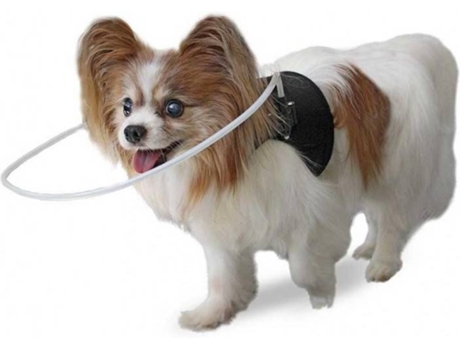 Anel Protetor para Cão Cego ORTOCANIS