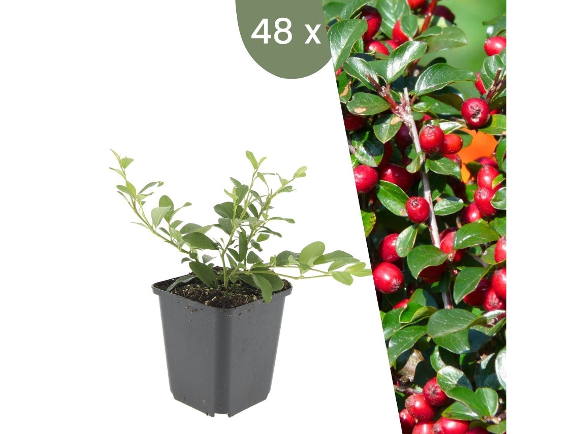 | 48 Plantas De Cotoneaster | Cotoneaster Dammeri | Cobertura Do Solo Resistente | Perenes Resistentes | Plantas De Jardim Resistentes Plants By Frank