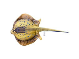 GABY The Bluespotted Stingray Medium